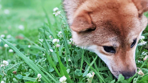散歩中、匂いを嗅ぐのはやめさせるべき?犬にとって一番良い方法とは。のアイキャッチ画像