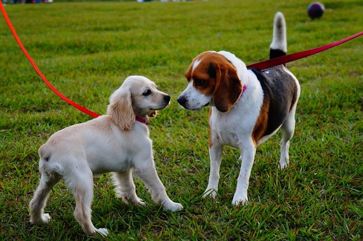 対面犬