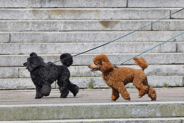 犬の散歩は出会いの場!?ゆるやかな人間関係から恋愛までのアイキャッチ画像