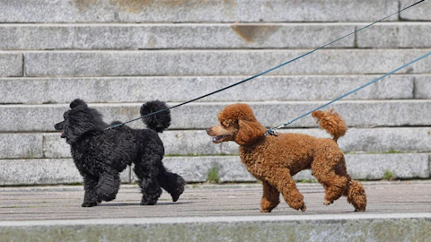 愛犬とのお散歩がきっかけで恋愛が始まるって本当!?のアイキャッチ画像