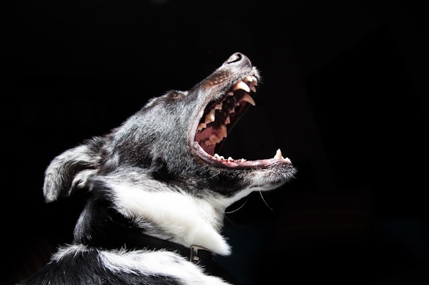 愛犬に咬まれた!犬が咬む8つの原因と対処法を解説のアイキャッチ画像