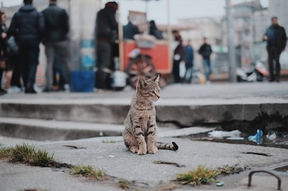 猫を室外飼いすることは危険がいっぱい！？のアイキャッチ画像