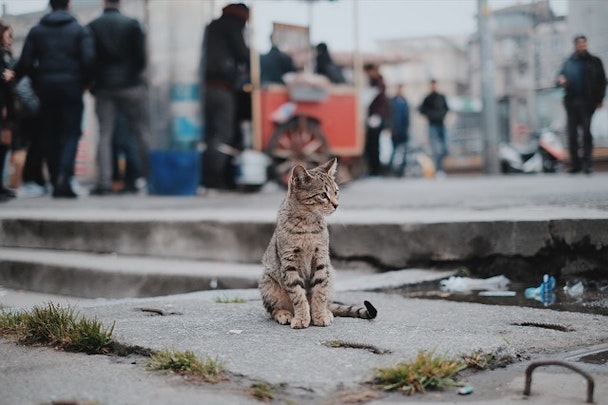 猫の室内飼いはかわいそう?外に出す危険性と室内での対策を解説のアイキャッチ画像