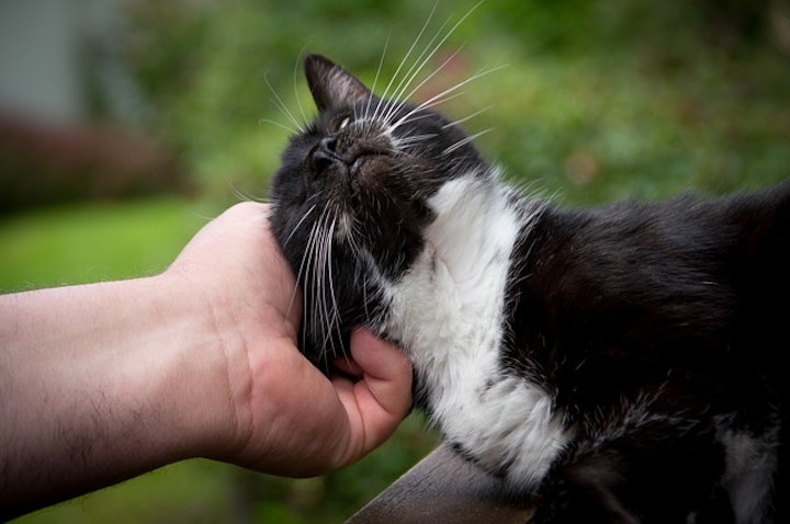 撫でられている猫