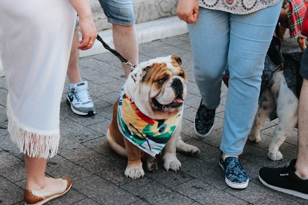 愛犬が散歩を嫌がるのには理由があった！4つの原因と対処法のアイキャッチ画像