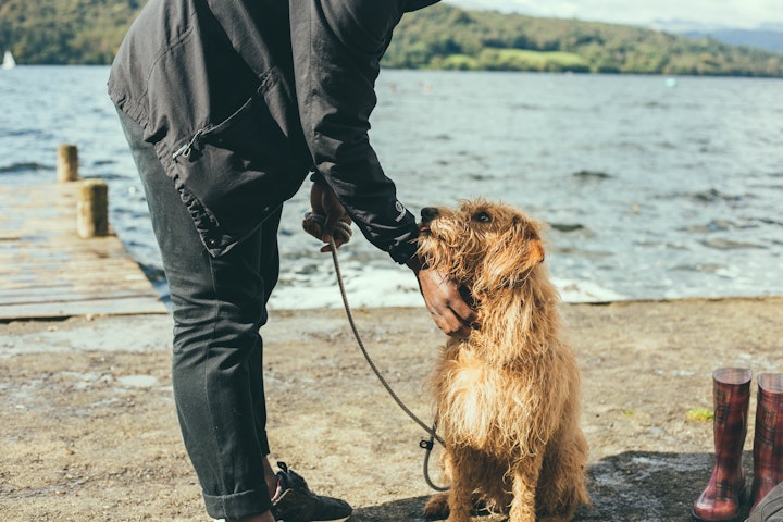 犬,散歩,嫌がる,理由