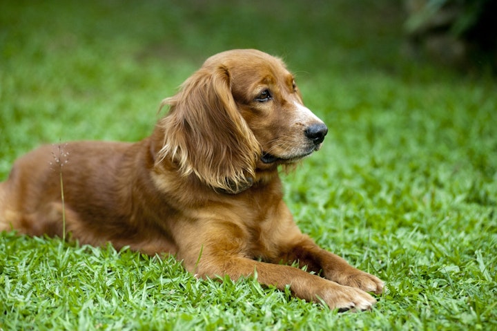 フセ・マテをする犬