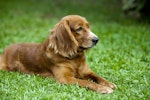 犬,無駄吠え,番犬吠え,トレーニング,チャイム