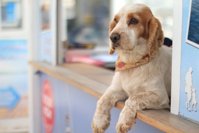 老犬のお散歩、どんなに短時間でも行くべき理由とは。のアイキャッチ画像