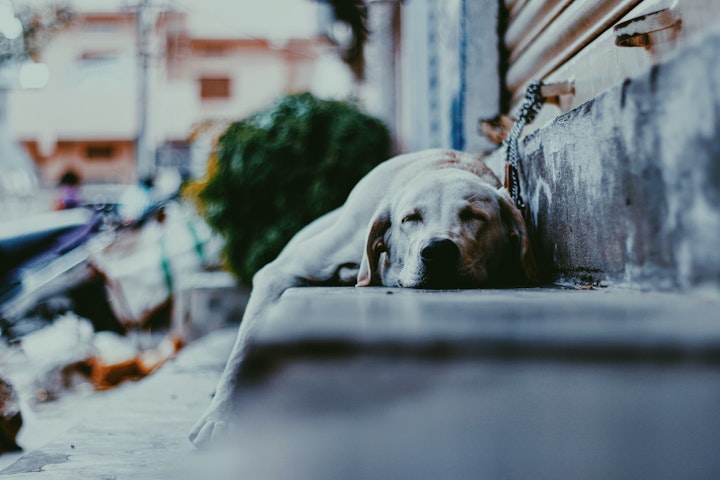 階段で寝ている犬