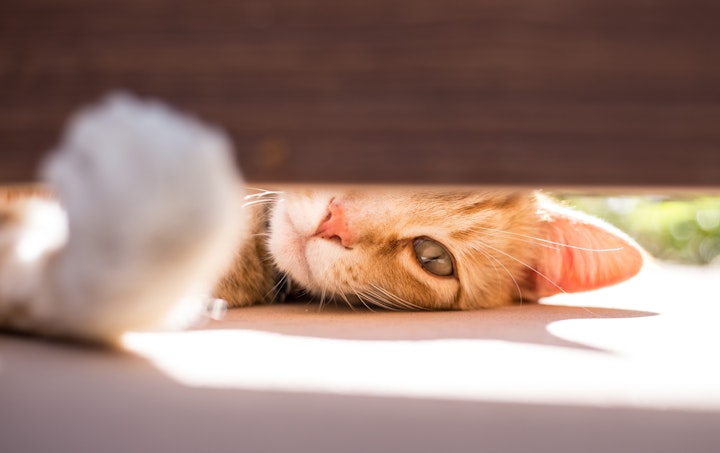 隙間から手をだす猫