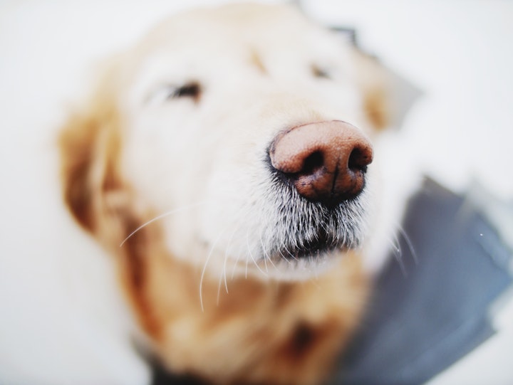 ぼやけている犬