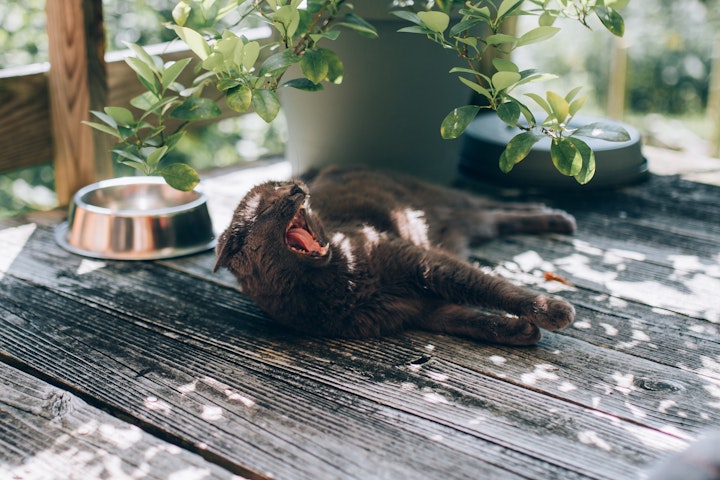 日向ぼっこをする猫