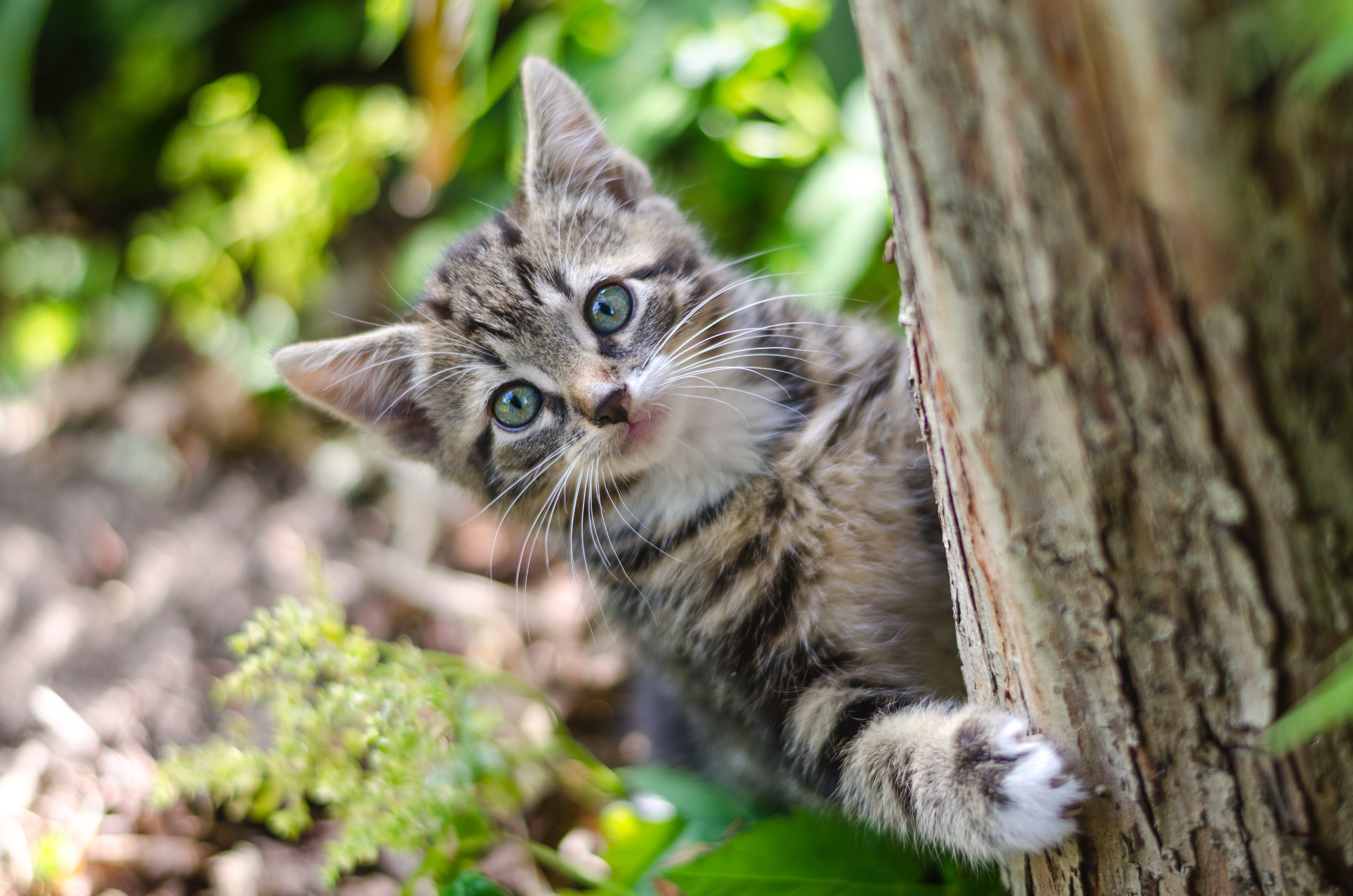 木の陰からこちらを見る猫