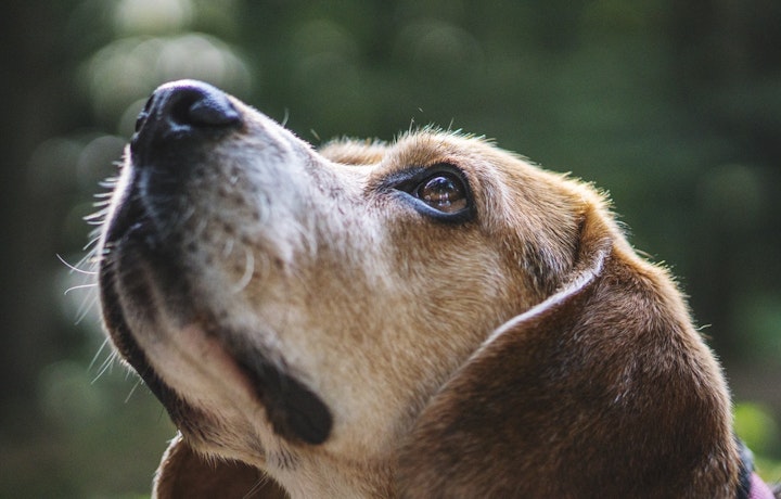 アイコンタクトする犬