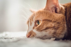 猫の声が枯れてる 風邪とは限らない 考えうる6つの原因 シェリー ペットの幸せを一緒に考える