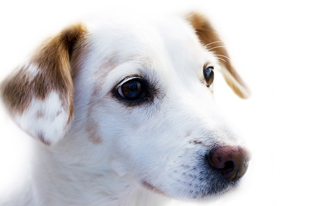 しつけ教室は意味がない?犬が自宅に帰ると言うこと聞かない理由のアイキャッチ画像