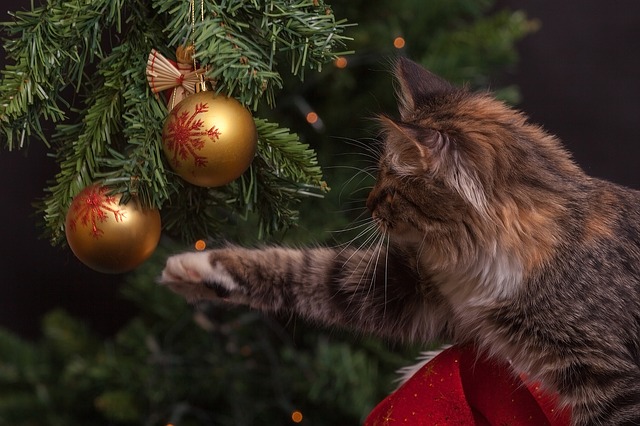 クリスマスツリー猫