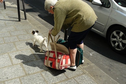 犬の散歩中のマナーを飼っていない人目線で考える。おしっこは水で流してますか？のアイキャッチ画像