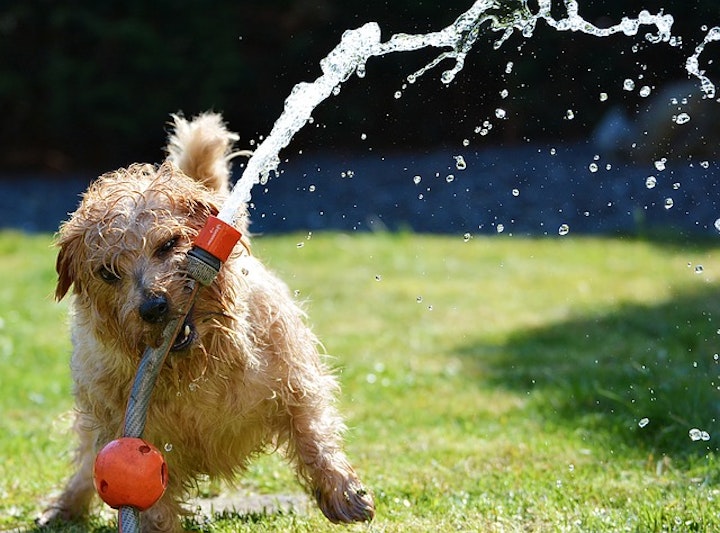 犬が水で遊んでいる