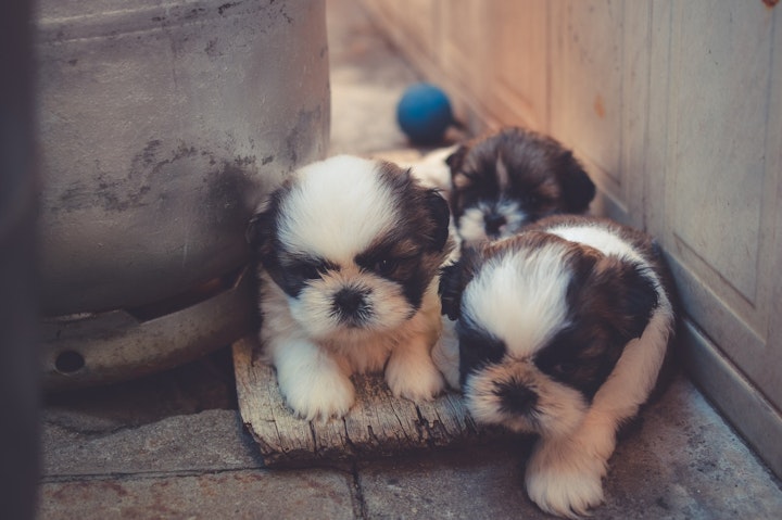 隠れる子犬たち