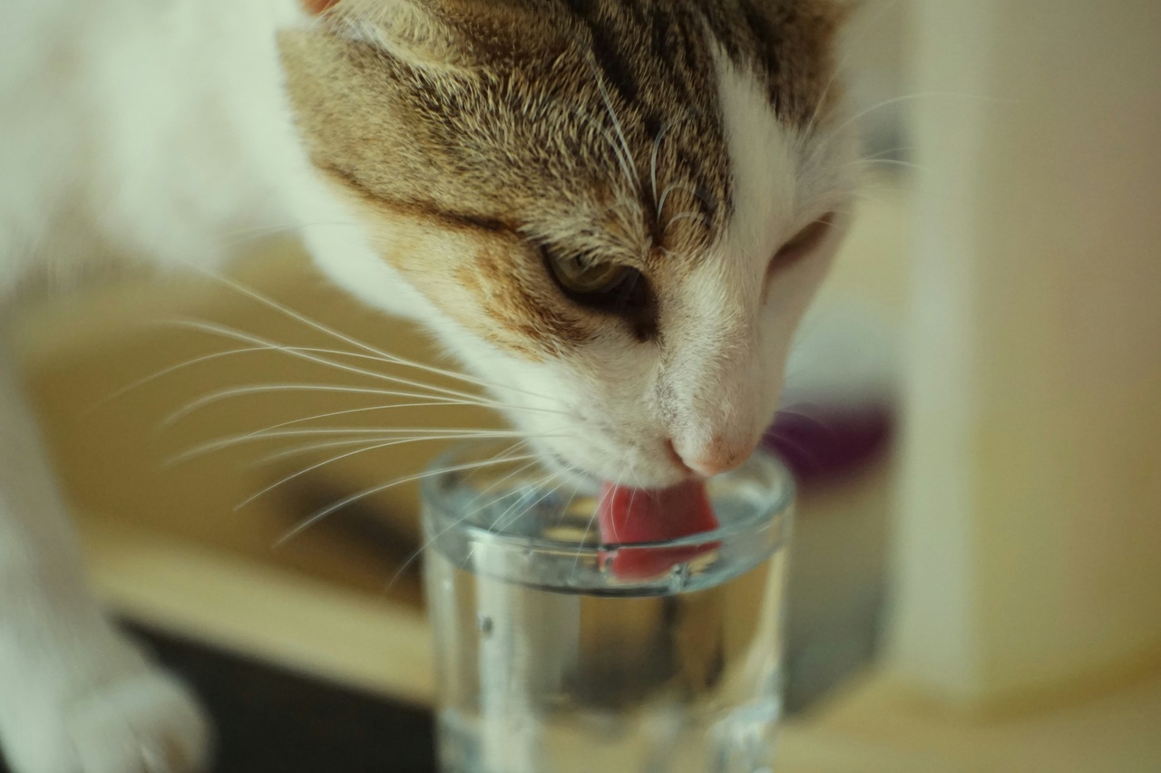 【衝撃】猫にミネラルウォーターはあげちゃダメ！最適な水はまさかの○○だった。