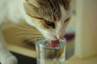 【衝撃】猫にミネラルウォーターはあげちゃダメ！最適な水はまさかの○○だった。のアイキャッチ画像