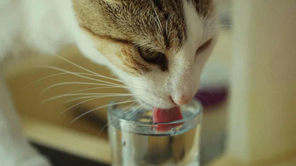 【衝撃】猫にミネラルウォーターはあげちゃダメ!最適な水はまさかの○○だった。