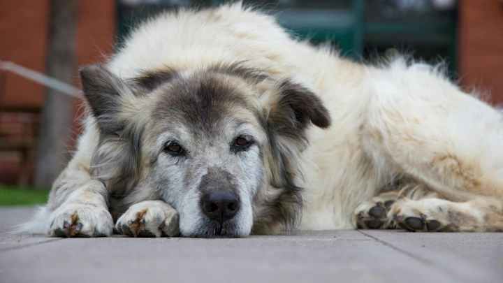 老犬こそ散歩が必要な4つの理由と行きたがらないときの対処法のアイキャッチ画像