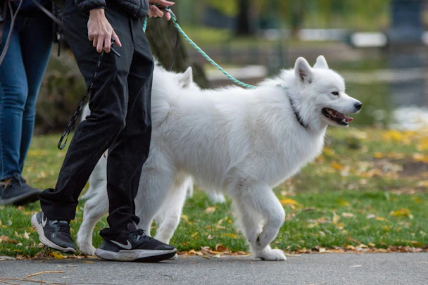 犬の散歩コースは毎回変えるべき?愛犬に合わせた選び方のコツのアイキャッチ画像