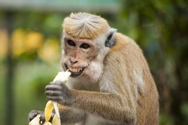 食べ物を食べる