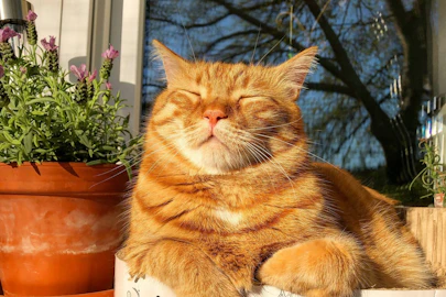 犬も猫も、日向ぼっこが必要ってホント？日光浴がもたらす効果とは。のアイキャッチ画像