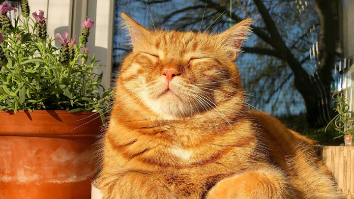 犬も猫も、日向ぼっこが必要ってホント?日光浴がもたらす効果とはのアイキャッチ画像