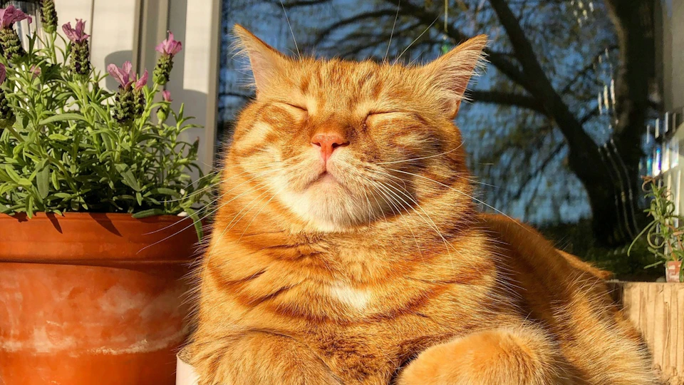 犬も猫も、日向ぼっこが必要ってホント?日光浴がもたらす効果とは。