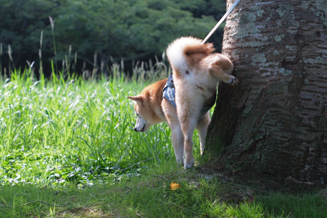 犬の散歩中のマナーを飼っていない人目線で考える。おしっこは水で流してますか？