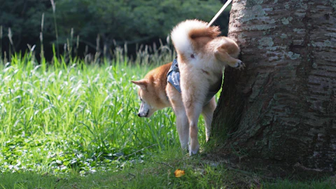 犬の散歩中のマナーを飼っていない人目線で考える。おしっこは水で流してますか?のアイキャッチ画像