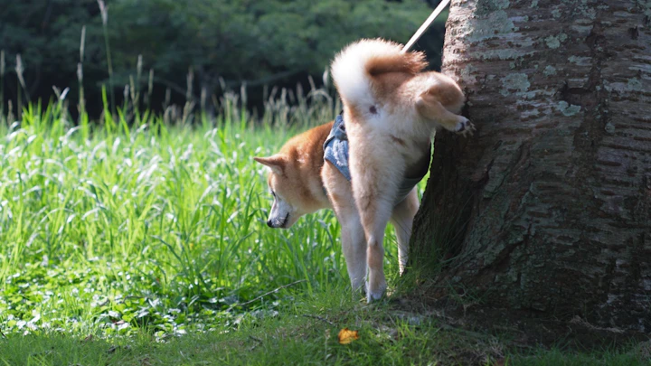 犬の散歩中のおしっこ、ちゃんと流してる?正しい後始末のマナーとはのアイキャッチ画像