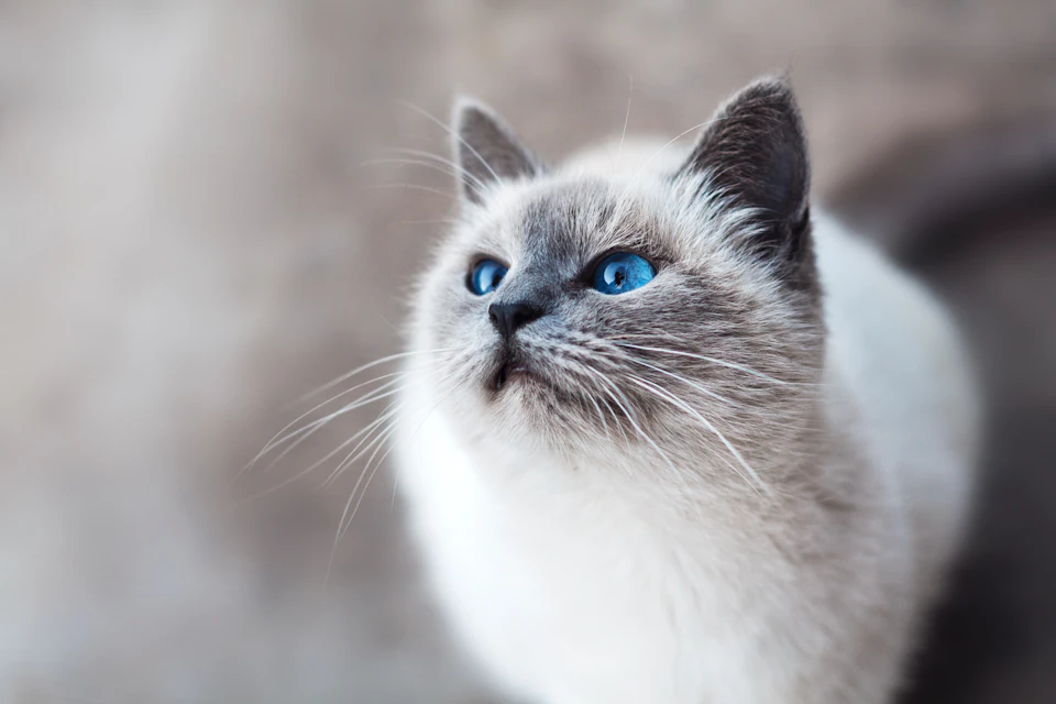 シャム猫の色は温度で変化!とっても不思議な仕組みについて - CHERIEE あにまるマガジン