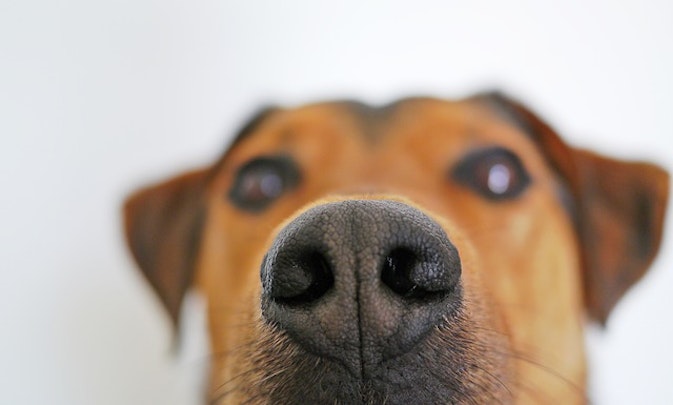 犬の体臭が気になる…原因は?6つのポイントと正しいケア方法を解説のアイキャッチ画像