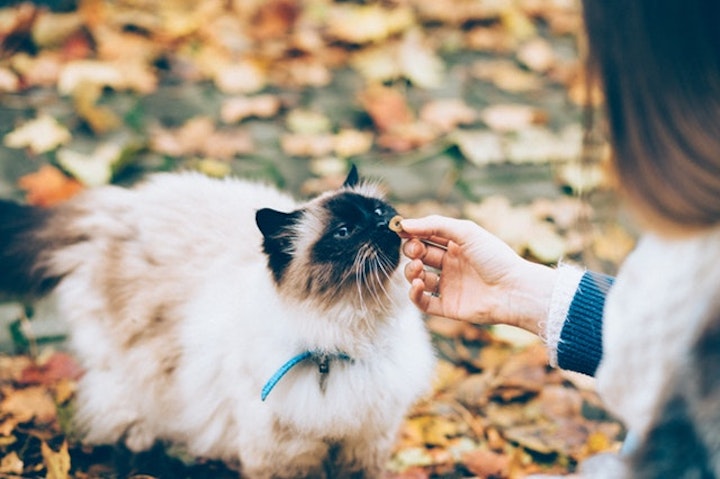 落ち葉と猫と。