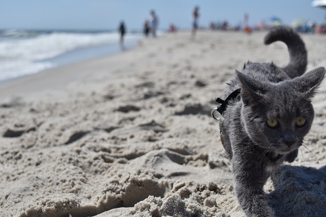砂歩く猫