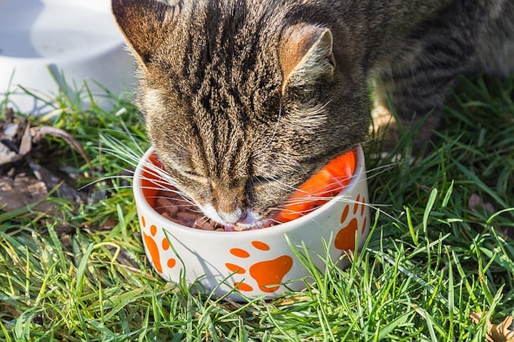 猫餌食べる