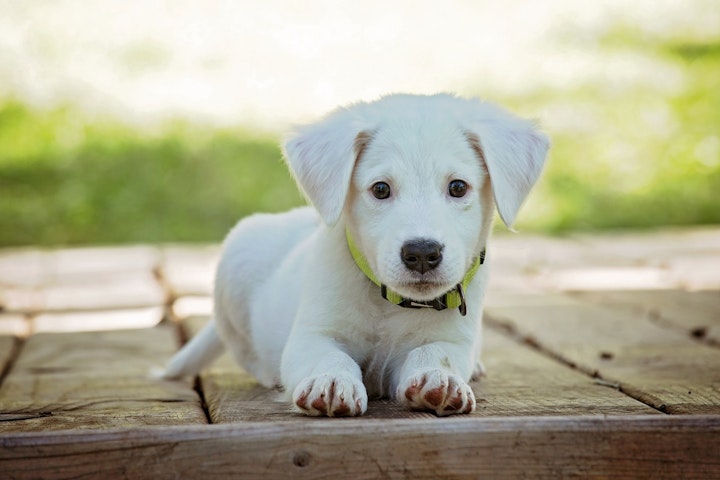 黄色い首輪を付けた犬