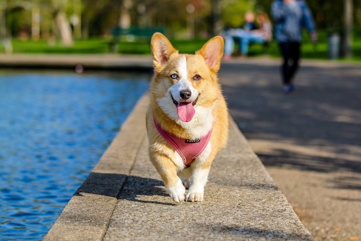 ピンクのハーネスを付けた犬