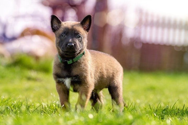 緑の首輪をつけた犬