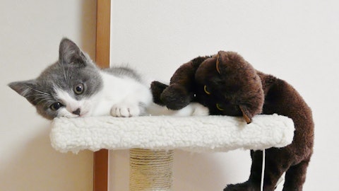 喜んでもらいたい!愛猫にオススメのキャットタワーの選び方のアイキャッチ画像