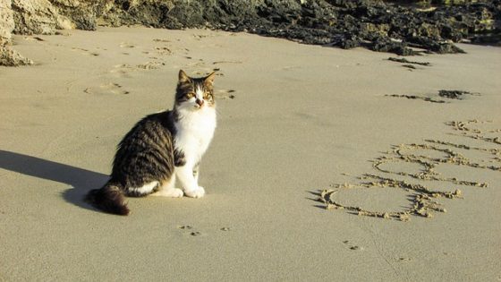 砂浜と猫