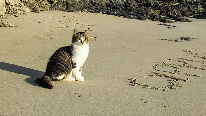 【原料別】もう迷わない！5種類の猫砂の長所・短所を解説のアイキャッチ画像