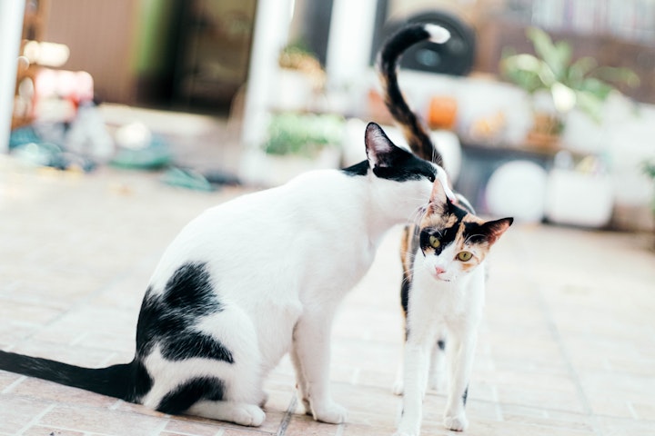 猫が仲良くしている様子