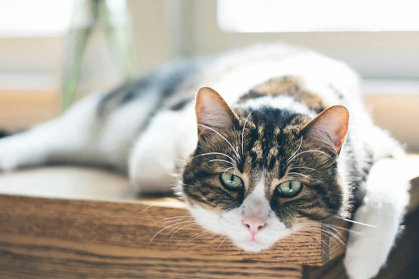 猫のご長寿には秘訣があった!長生きするための7つの習慣のアイキャッチ画像